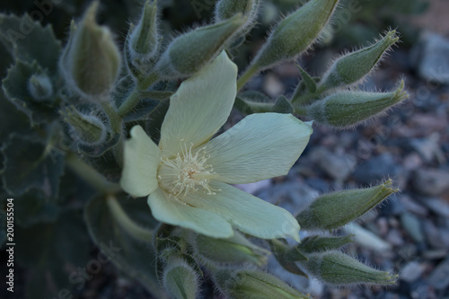 Eucnide Urens, blooming desert rock nettle closeup