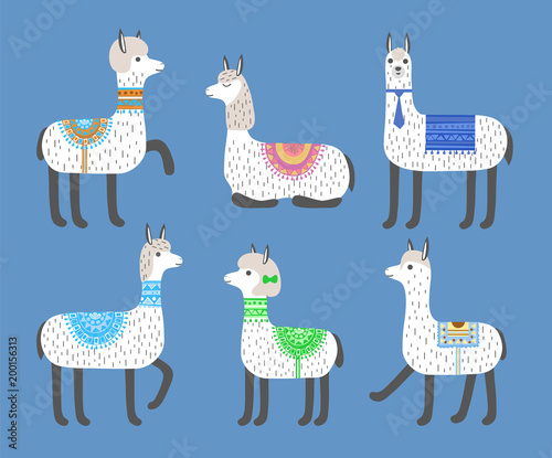 Set of cute white llamas. Vector animal illustration.