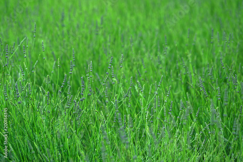 spring lavender plants