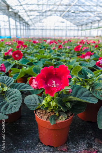 Gloxinia flowering colorful houseplants cultivated as decorative or ornamental flower  growing in greenhouse