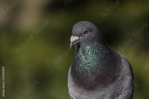 single, city ​​pigeon, gray blurred background, portrait of a pigeon bird, gołąb, pojedynczy ptak, rozmyte tło szare i zielone