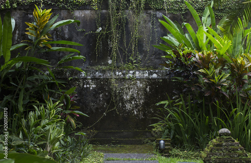 Fototapeta Naklejka Na Ścianę i Meble -  An old temple wall overgrown with a loach in the Asian jungle