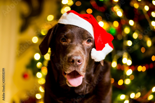 Dog breed Labrador brown color dwarf cap near Christmas tree with garlands