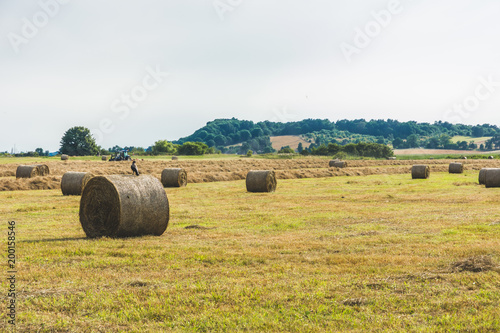 A mowing wheat field, large round bales of hay, a forest at a distance.