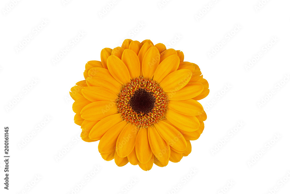 beautiful flower of yellow gerbera on white isolated background for design