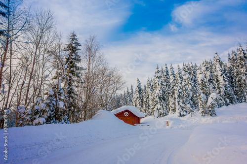 Gorgeous outdoor view of snow in pine trees inside of dense forest during a heavy winter and typical wooden red house © Fotos 593