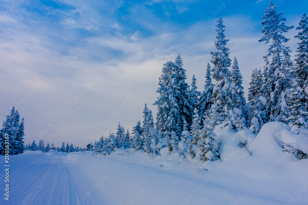 Fototapeta premium Beautiful outdoor view of road partial covered with heavy snow, and pine trees in the forest