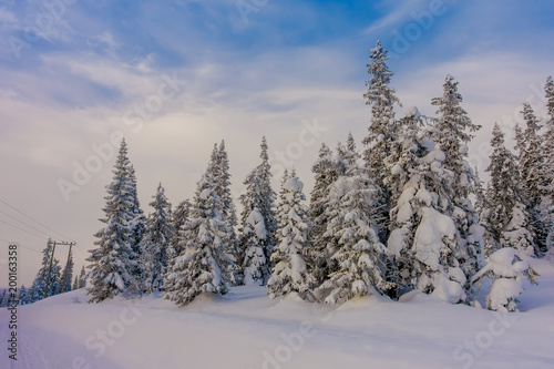 Outdoor view of road partial covered with snow, and pine trees in the forest © Fotos 593