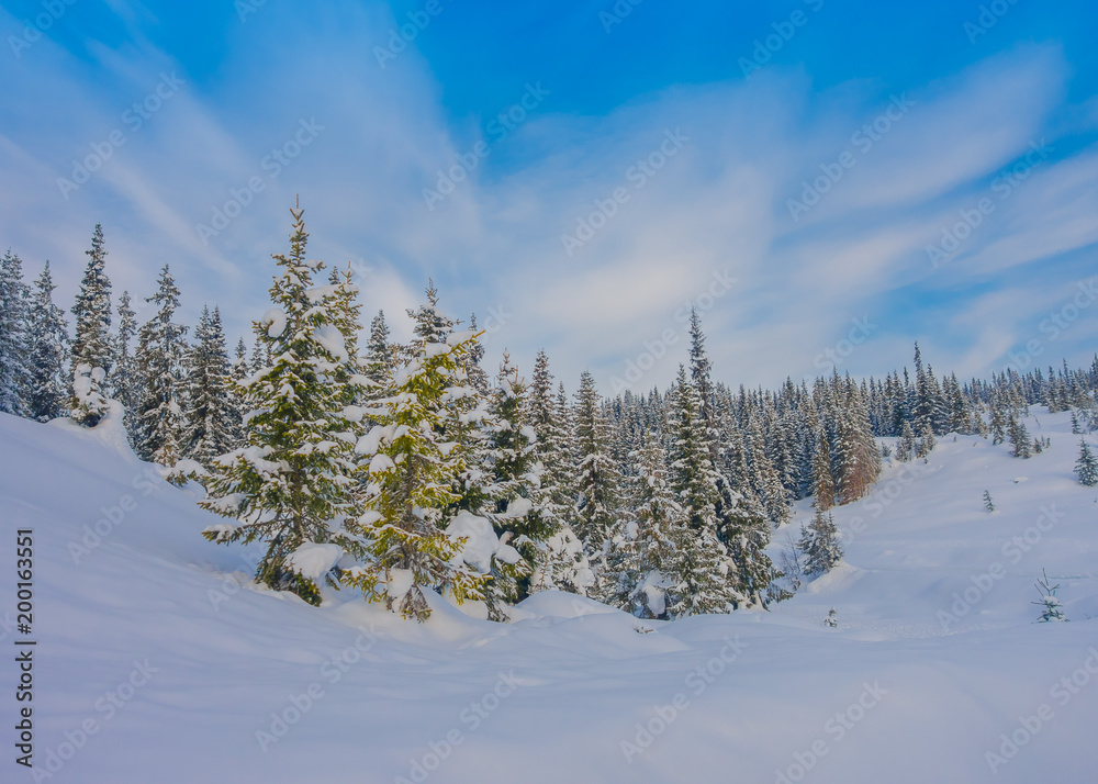 Beautiful landscape of snow in the dense pine trees during winter Beautiful landscape of snow in the dense pine trees during winter