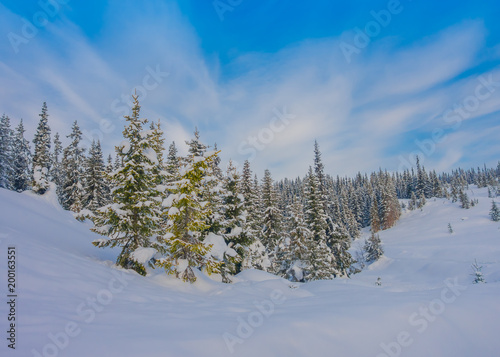 Beautiful landscape of snow in the dense pine trees during winter