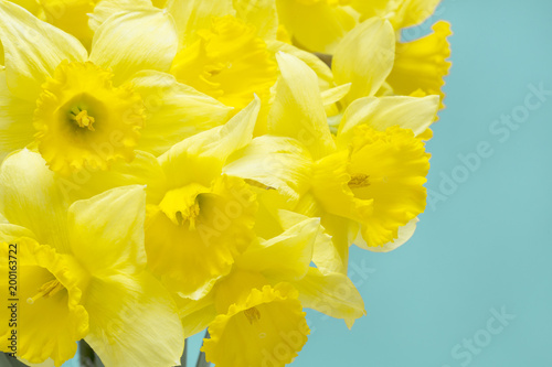 Fototapeta Naklejka Na Ścianę i Meble -  Yellow narcissus