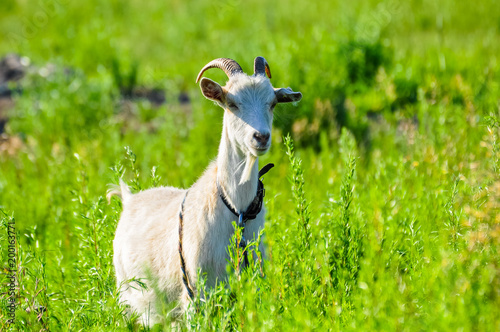 White goat in the bright green grass.
