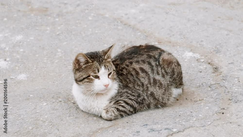 Stray cat resting on asphalt surface of the street Stray cat resting on asphalt surface of the street