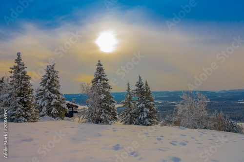 Outdoor beautiful landscape with pine trees covered with snow in the forest during winter