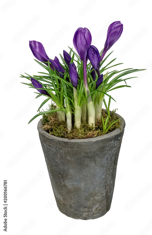 Spring crocus (Crocus vernus Remembrance) isolated on white