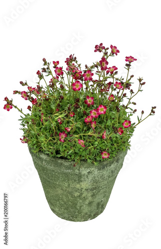 Saxifraga flowers (Saxifraga x arendsii) red blooming in a pot 