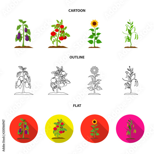 Eggplant, tomato, sunflower and peas.Plant set collection icons in cartoon,outline,flat style vector symbol stock illustration web.