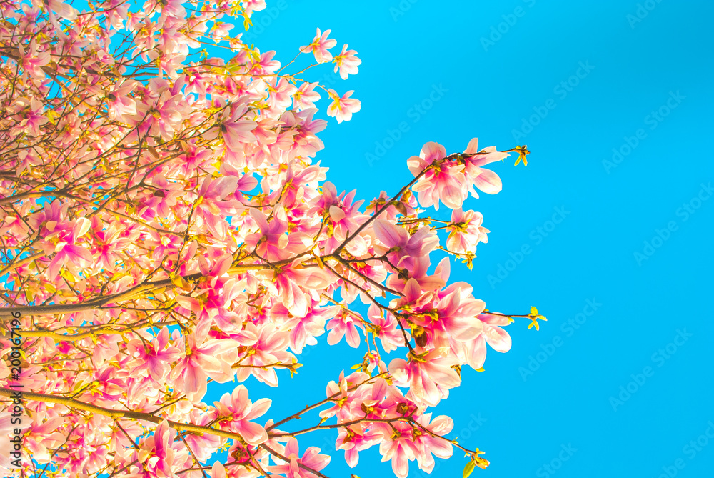 Blue sky with magnolia blossom