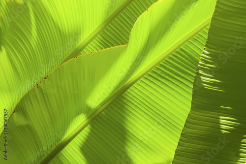 Tropical banana leaf with light. Abstract texture, jungle exotic green background