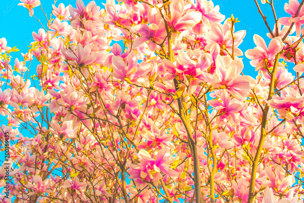 Blue sky with magnolia blossom