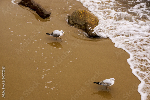 Two seagulls go on the sea coast towards the sea