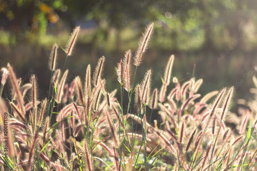 Grass flower with sun light blurry background Grass flower with sun light blurry background
