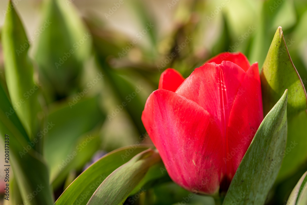 Macro photo of a blooming tulp in sunshine Macro photo of a blooming tulp in sunshine