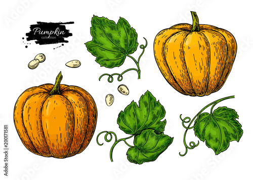 Pumpkin vector drawing set. Isolated hand drawn object with sliced piece and leaves.