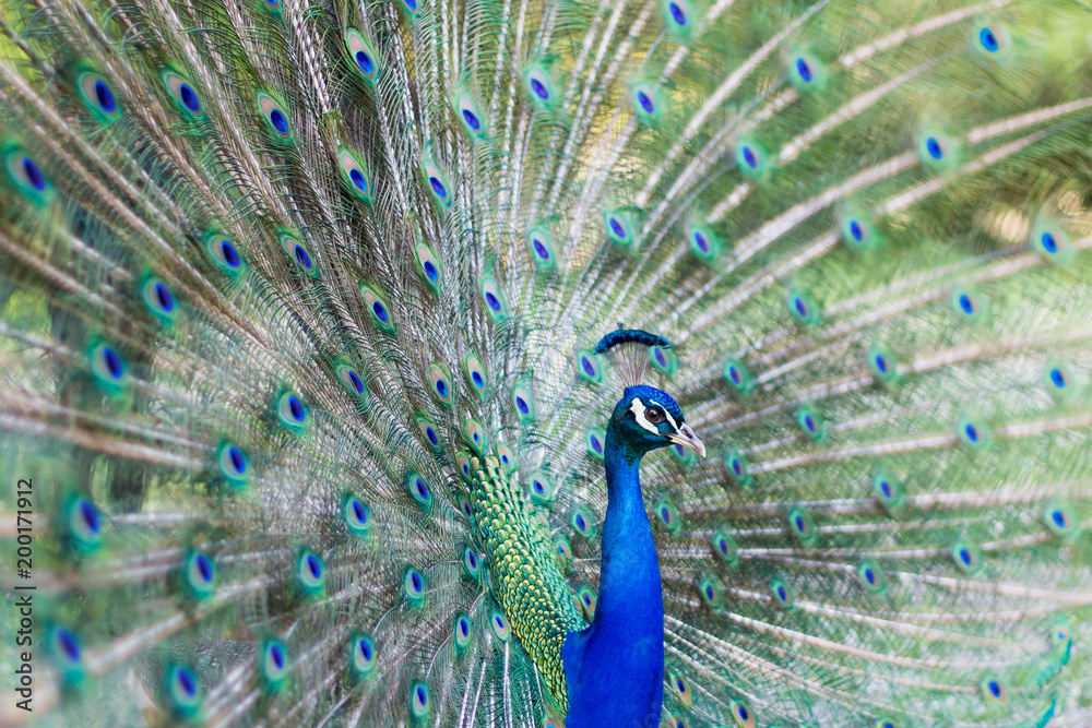 Fototapeta premium Peacock.Male Peacock Side View with Full Plumage.Side view.Profile