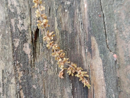 A happy little pollen laying atop of a wood board photo