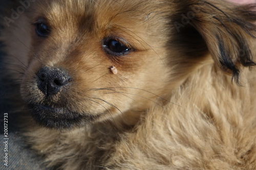 Help clean ticks from dogs.