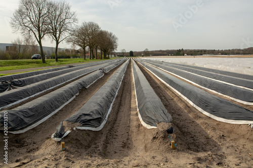 New season on white asparagus fields in Germany, Netherlands covered with plastic film in lines. Growing of white asparagus vegetable photo