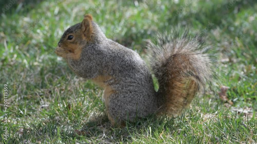 A Cute Fox Squirrel Finding Food in a Grassy Suburban Yard A Cute Fox Squirrel Finding Food in a Grassy Suburban Yard