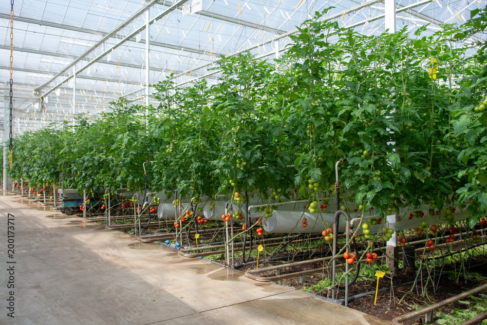 Dutch bio farming, big greenhouse with tomato plants, growing indoor, ripe  and unripe tomatoes on vines Stock Photo | Adobe Stock