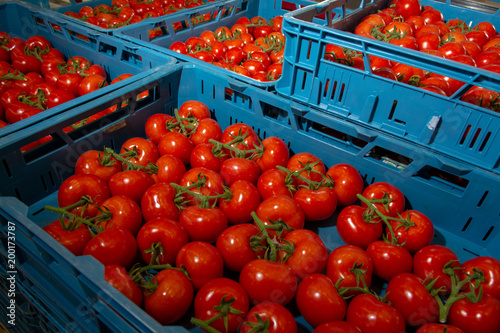 Sorting and packaging line of fresh ripe red tomatoes on vine in Dutch greenhouse, bio farming in Europe © barmalini