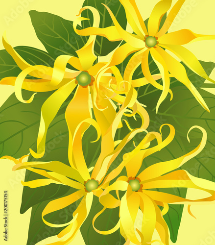 background from flowers ylang ylang