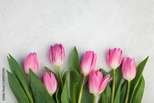 Spring flowers. Pink tulip on white background. Flat lay. Top view with copy space