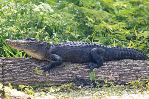 Ameican Alligator