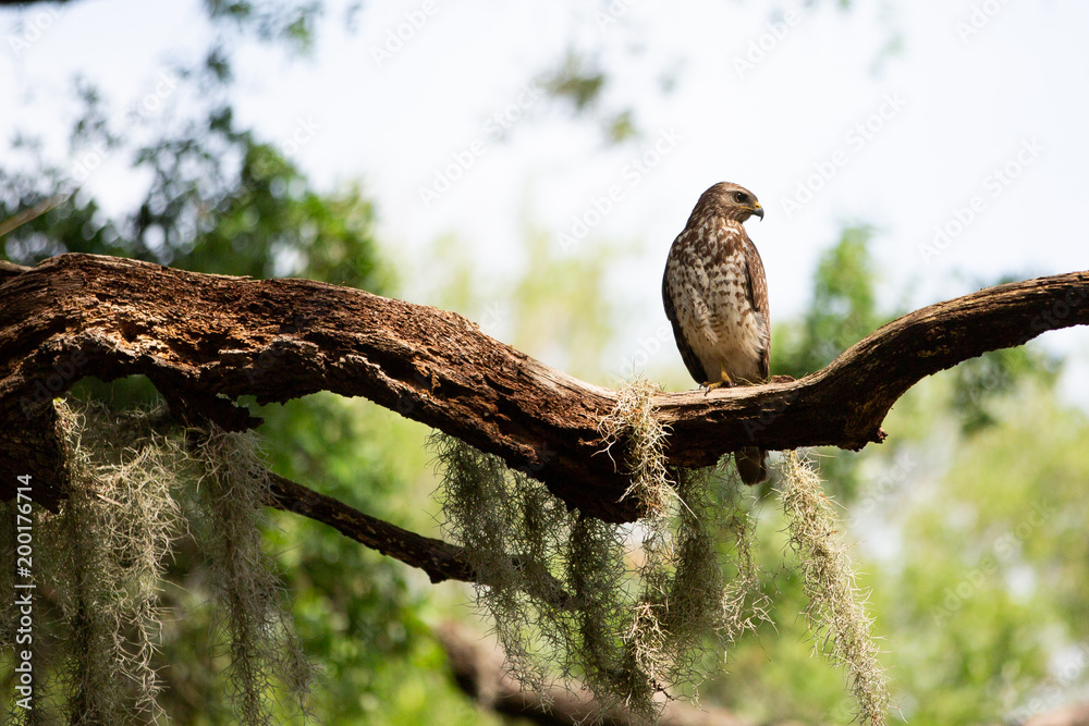 Red Shouldered Hawk