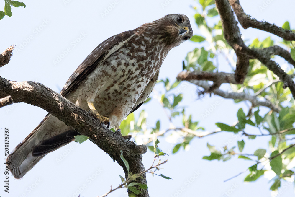 Red Shouldered Hawk Red Shouldered Hawk