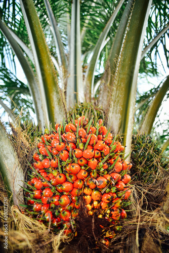Ripe oil palm fruits, waiting to be harvested.