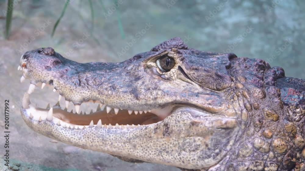 Merry muzzle of a terrible alligator close-up troll face slow motion Merry muzzle of a terrible alligator close-up troll face slow motion