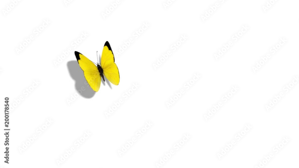 Eurema Brenda Yellow Butterfly Flying on a Blue Background. Beautiful 3d animation with passes of shadow and global illumination. 4K