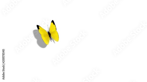 Eurema Brenda Yellow Butterfly Flying on a Blue Background. Beautiful 3d animation with passes of shadow and global illumination. 4K photo
