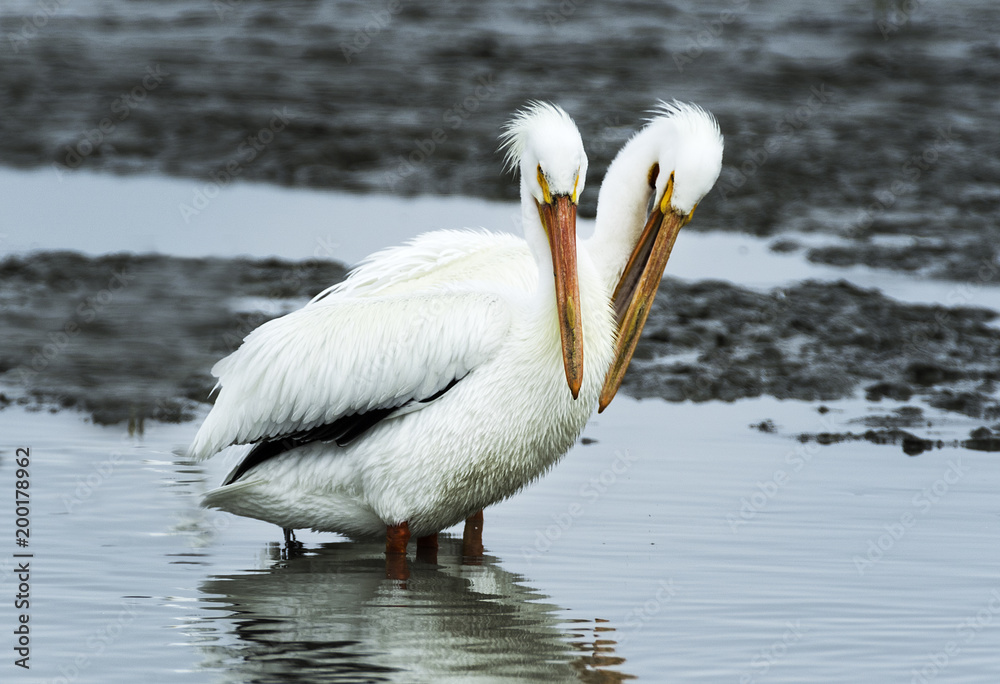 Could it be a Two-Headed Pelican! Could it be a Two-Headed Pelican!