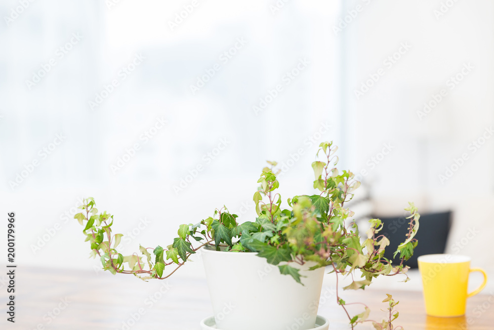 窓と観葉植物