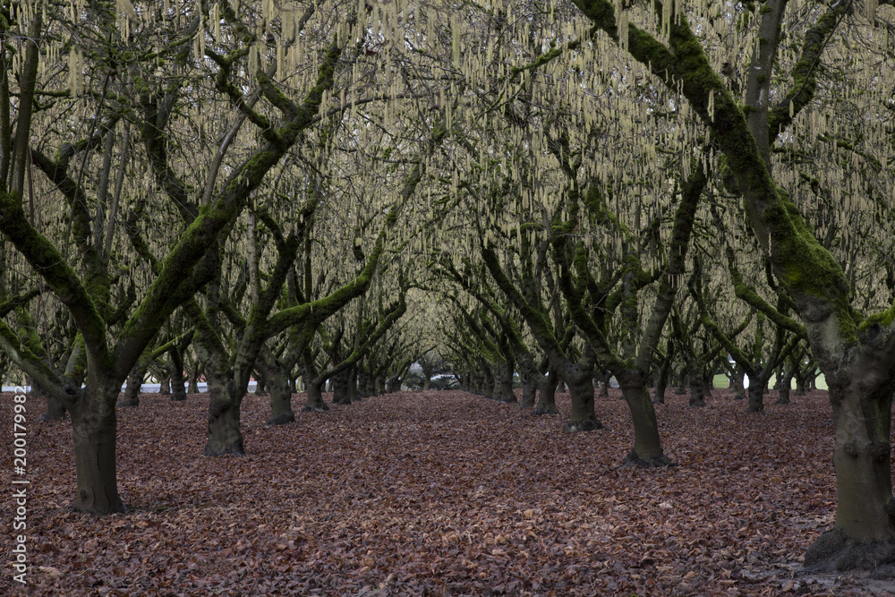 Rows of Hazelnut Trees in Bloom in Orchard, Rich Soil, Selective Focus Soft Focus Blur, Early Spring, Daytime – Willamette Valley, Oregon Rows of Hazelnut Trees in Bloom in Orchard, Rich Soil, Selective Focus Soft Focus Blur, Early Spring, Daytime – Willamette Valley, Oregon
