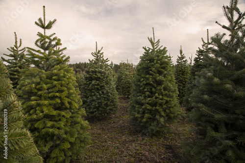 Close and Distant View of Staggered Douglas Fir Christmas Trees, Spring, Rich Soil, Clouded Pale Blue Sky, Daytime - Willamette Valley, Oregon