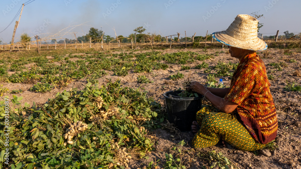 Farmer harvesting peanut in the field