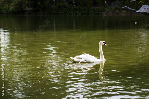 White Swan in Garden Pond
